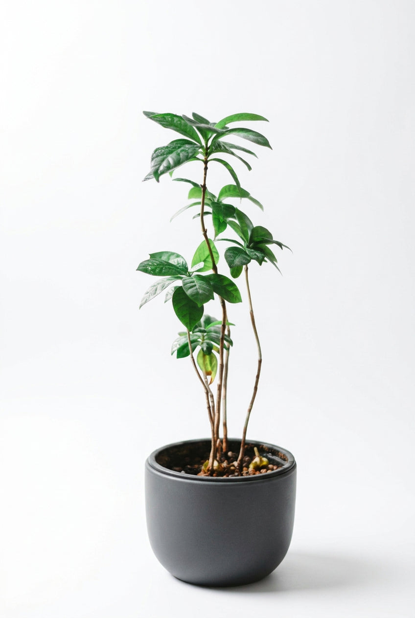 Coffea Arabica Cups