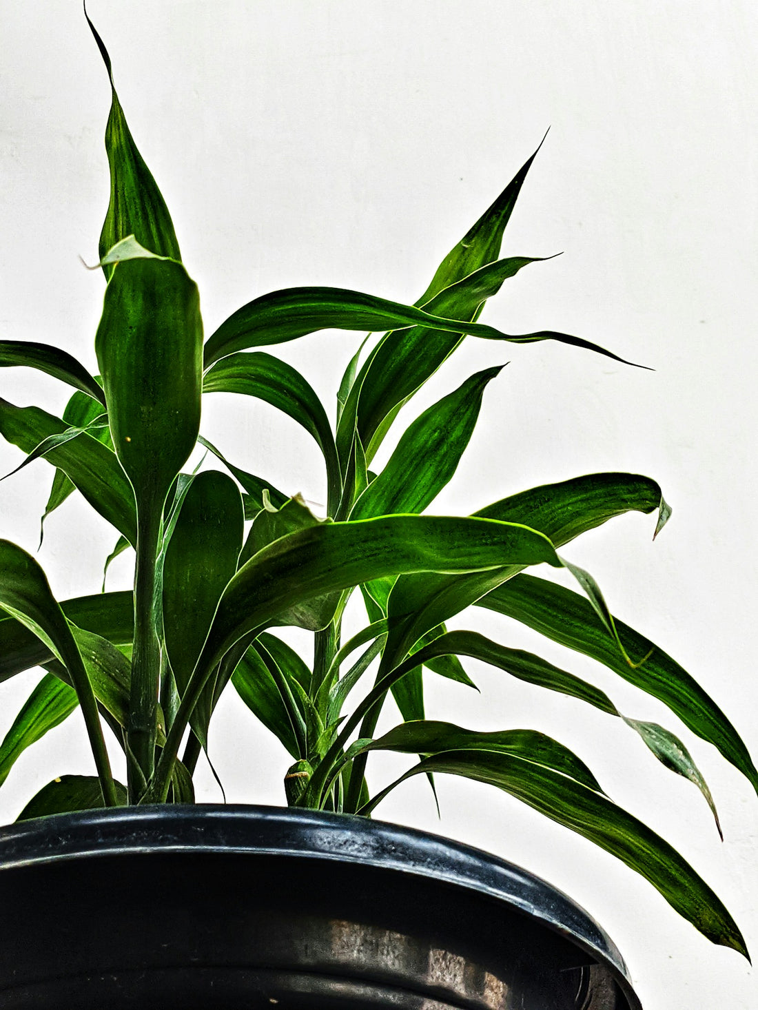 Dracaena