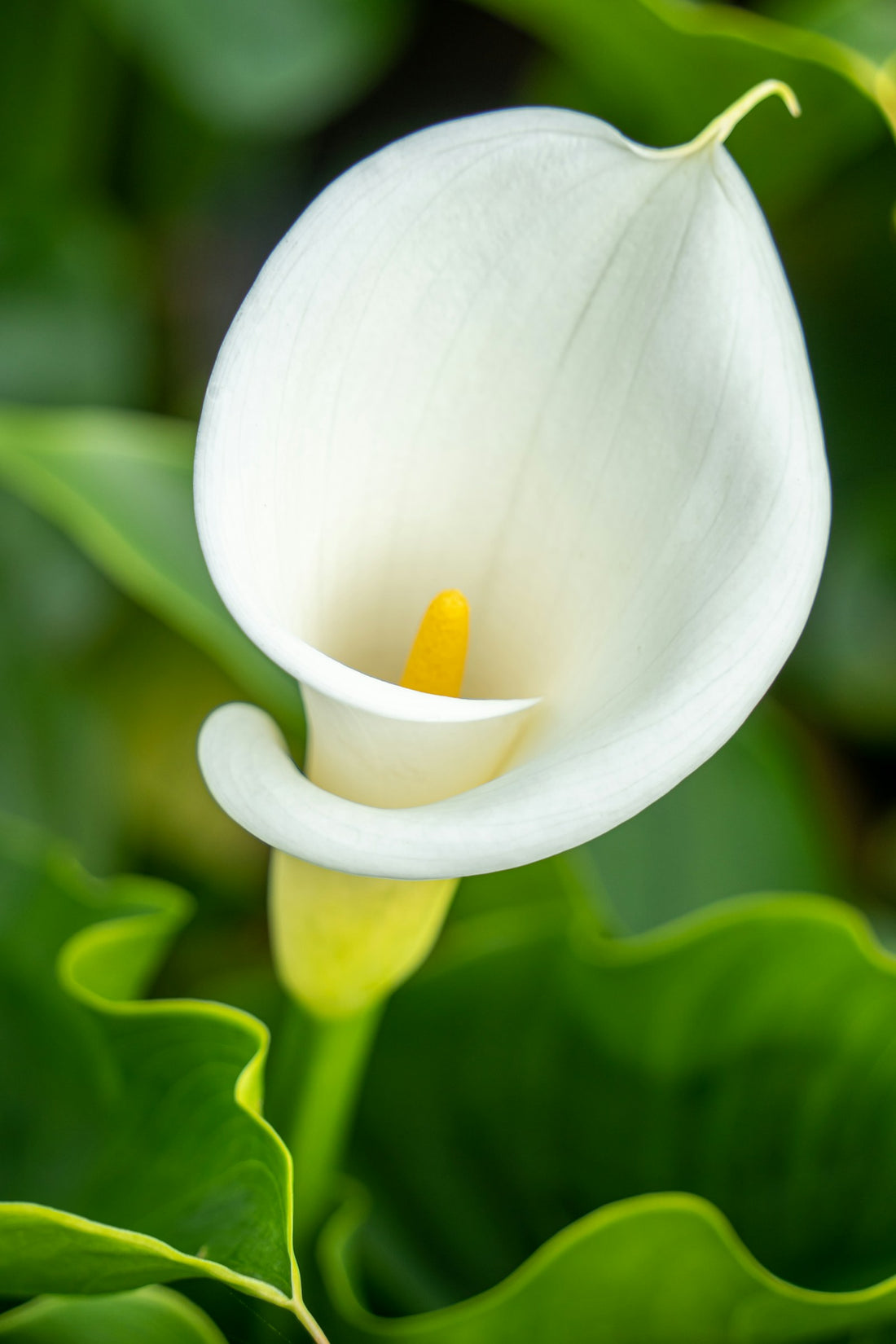 Zantedeschia (Aronskelk)