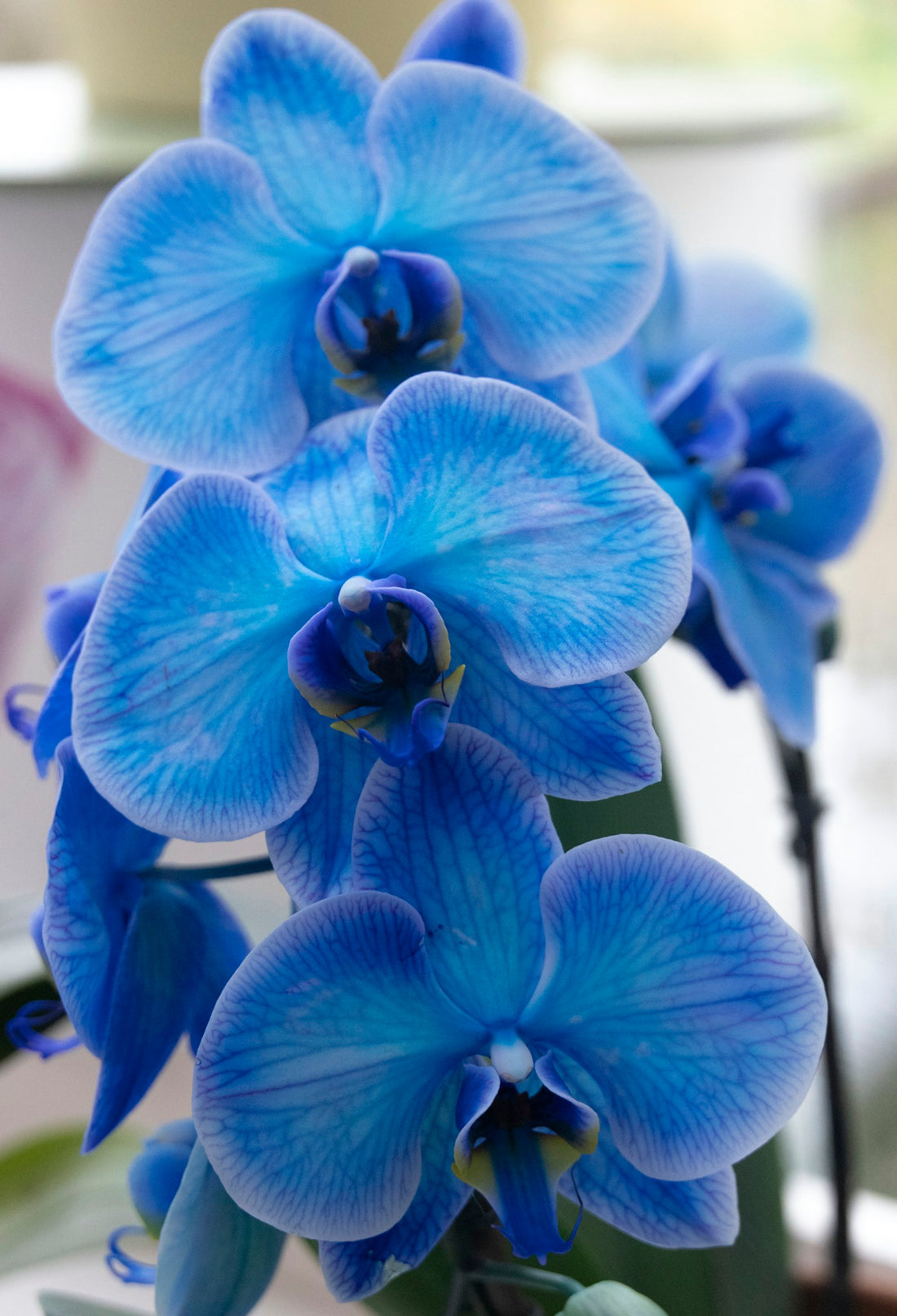 Phalaenopsis, geverfd