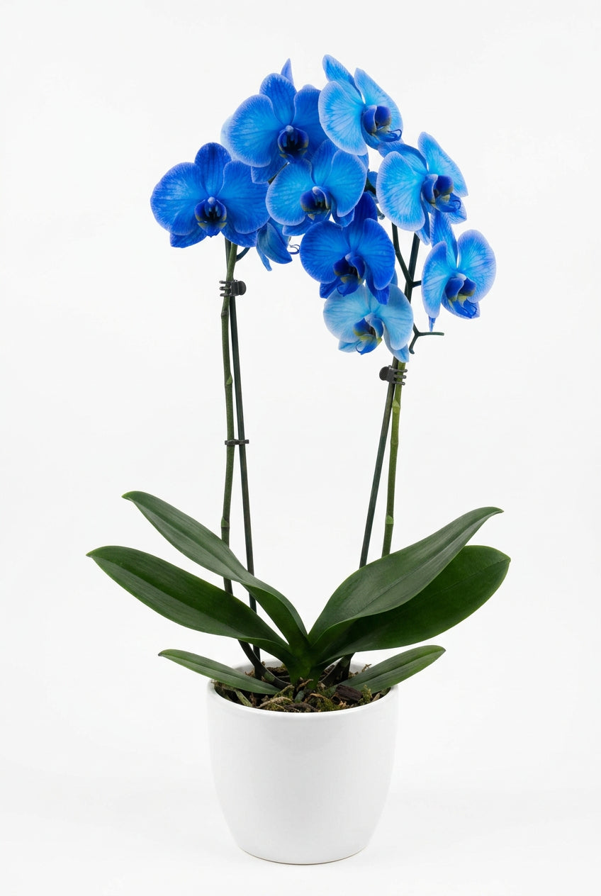 Phalaenopsis Paint Bog