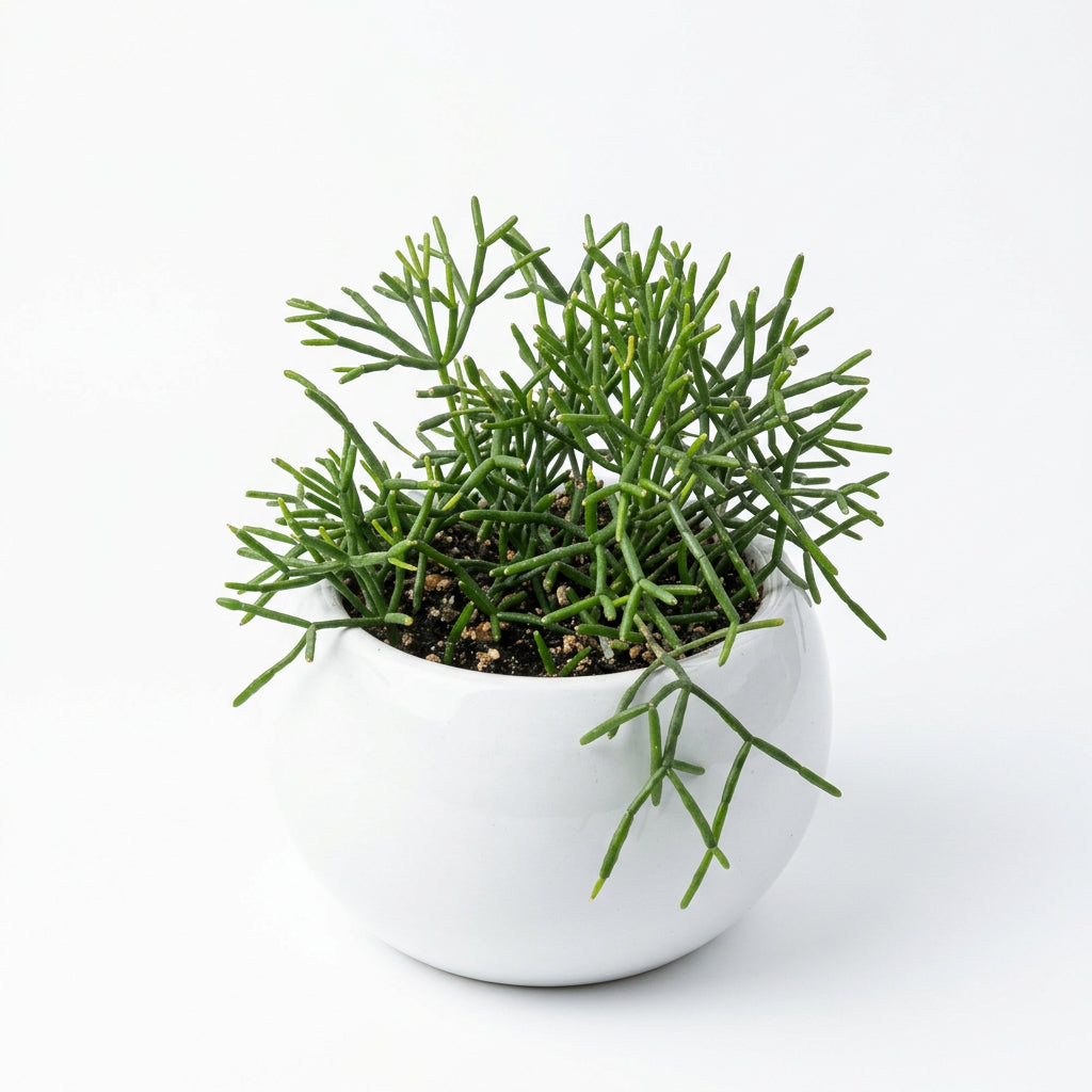 Rhipsalis Gemengd