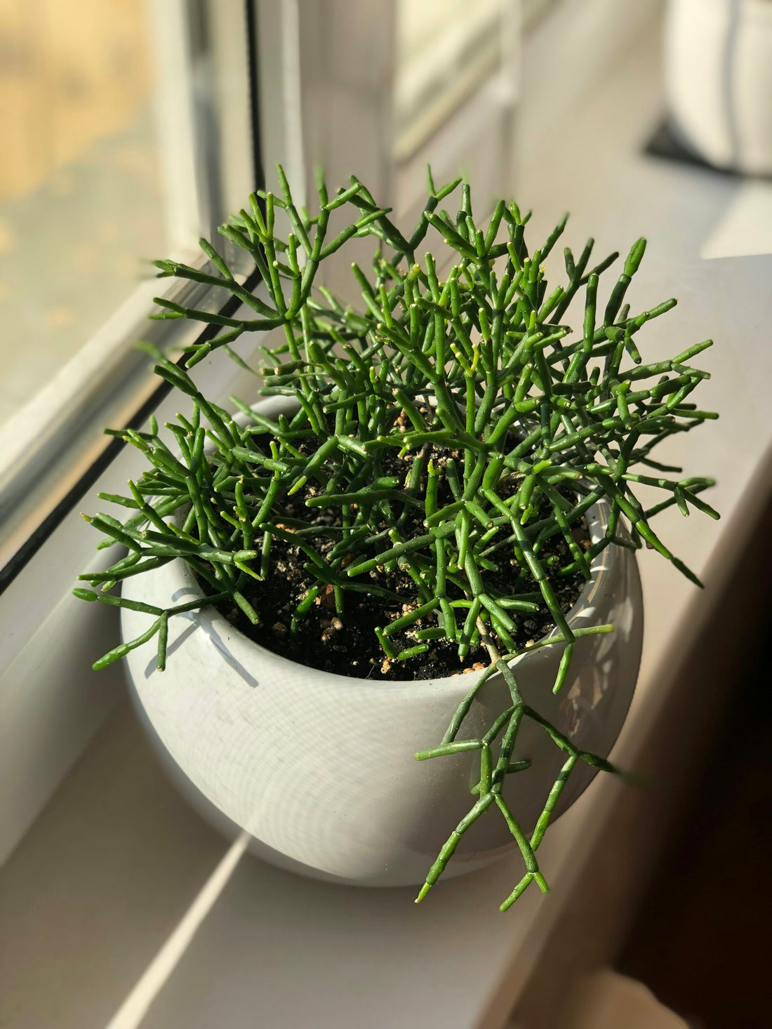 Rhipsalis