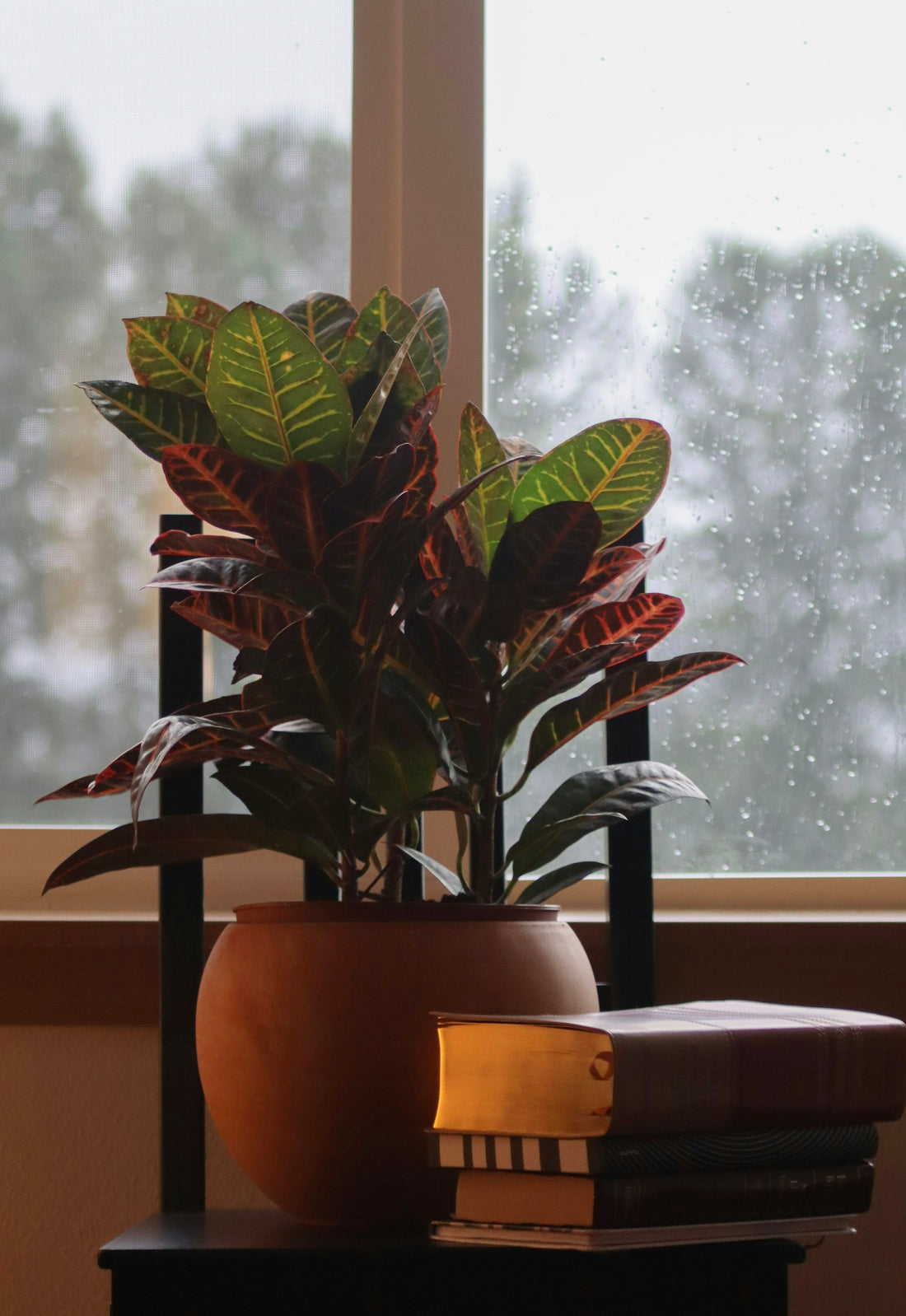Croton
