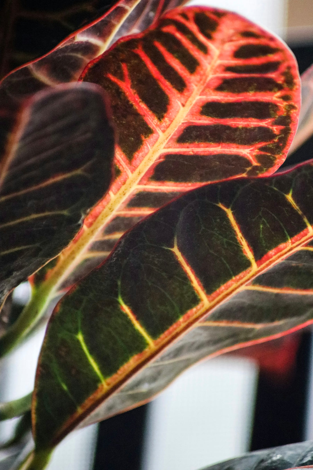 Croton