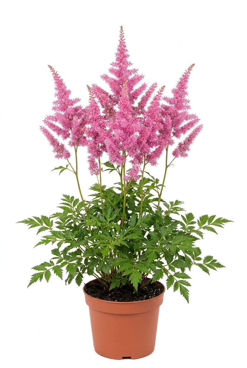 Astilbe A Highlight