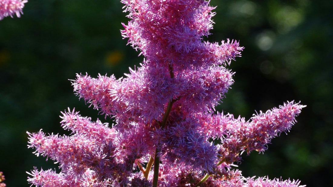 Pluimspirea ‘Highlight’