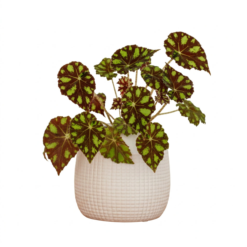 Begonia Maculata Spotl Green