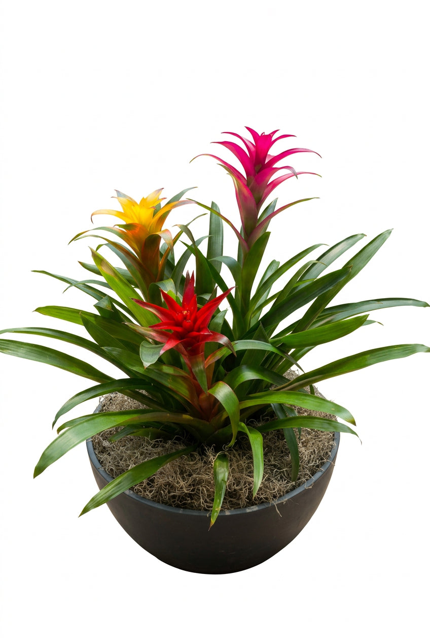 Guzmania overig