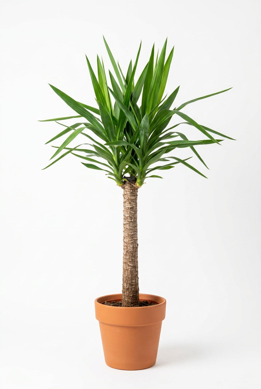 Dracaena Fragrans Gold Coast