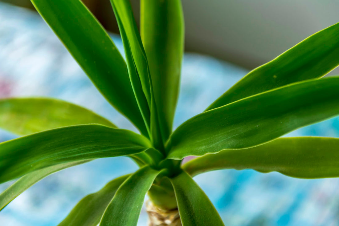 Dracaena