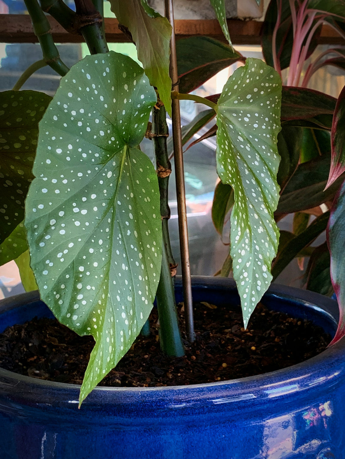 Begonia