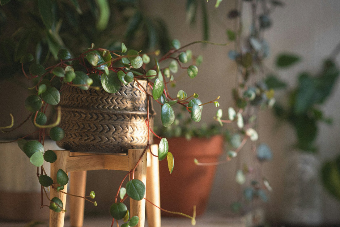 Peperomia ‘Obt Obtipan Bico Rekken’