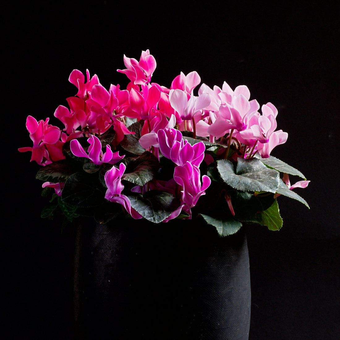 Cyclamen