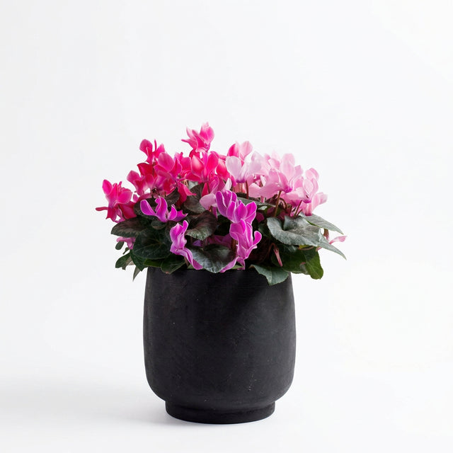 Cyclamen