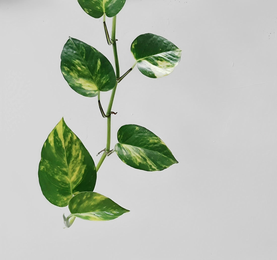 Epipremnum (Pothos)