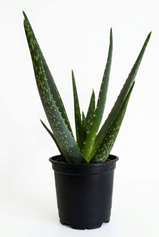 Aloe