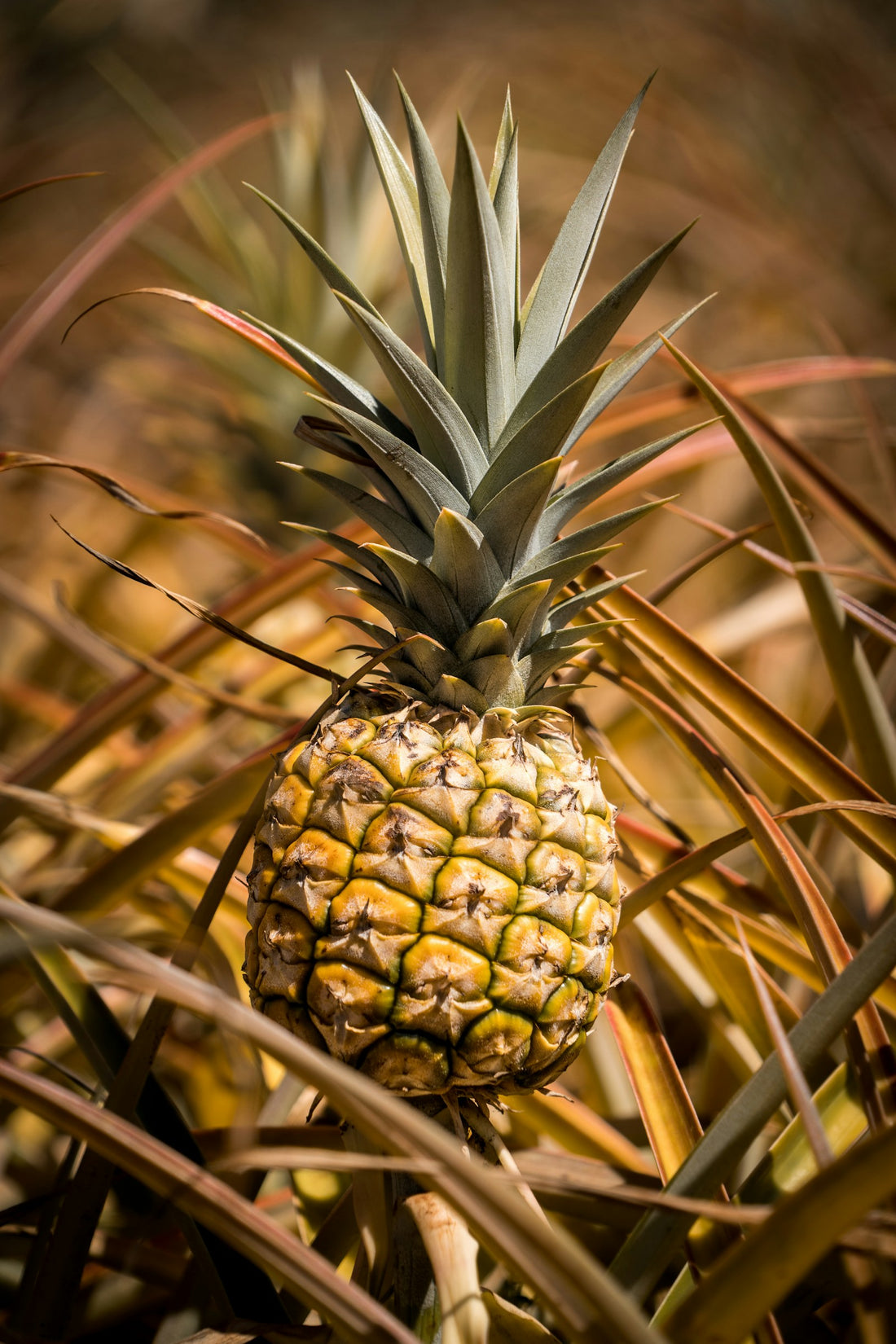 Sierananas
