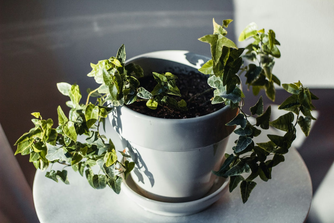 Klimop (Hedera)