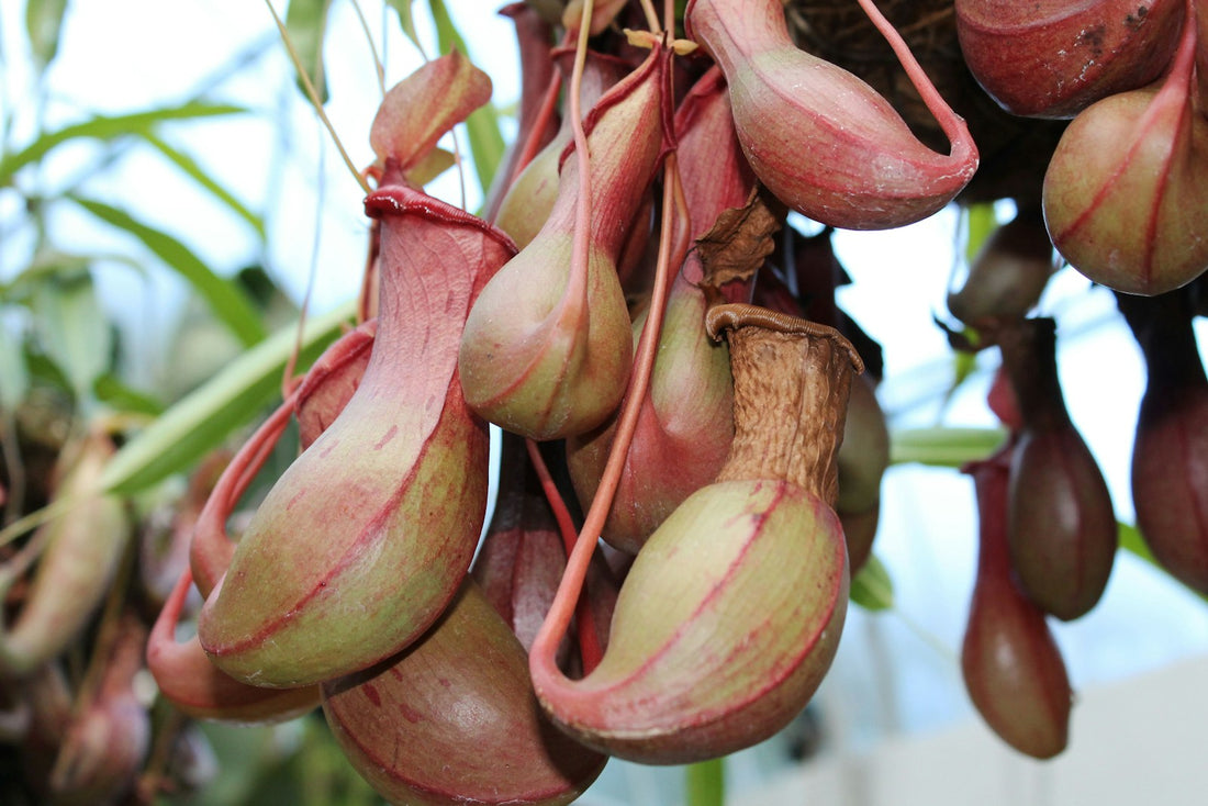 Kannenplant ‘Alata’