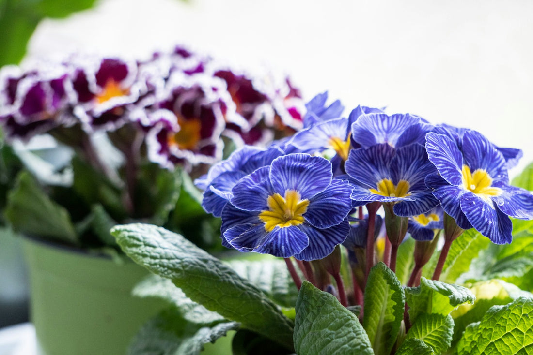 Primula