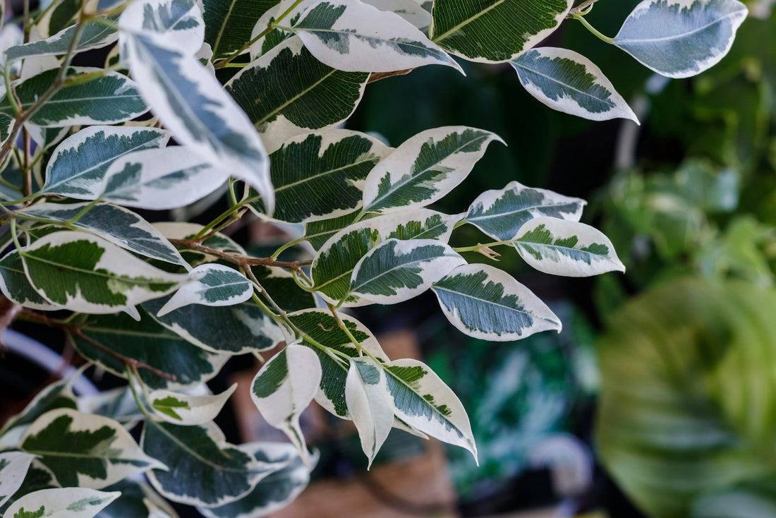 Ficus benjamina
