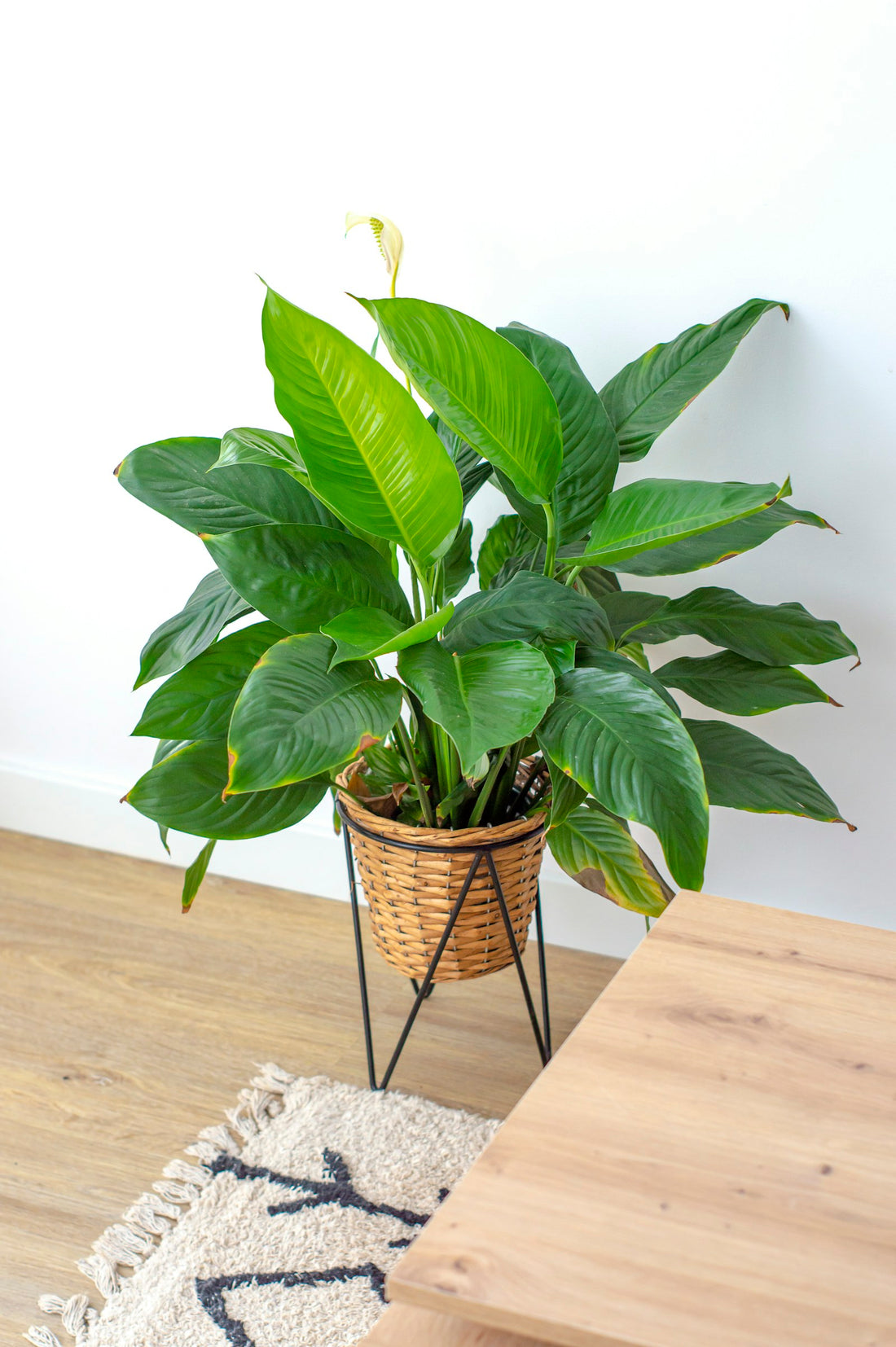 Lepelplant (Spathiphyllum)