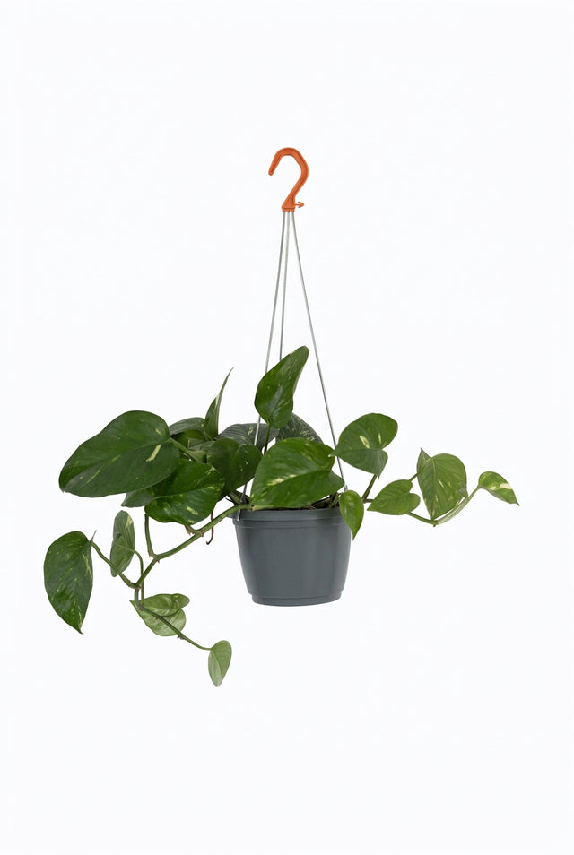 Epipremnum