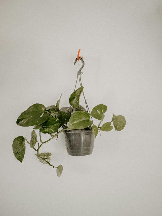 Epipremnum (Pothos)