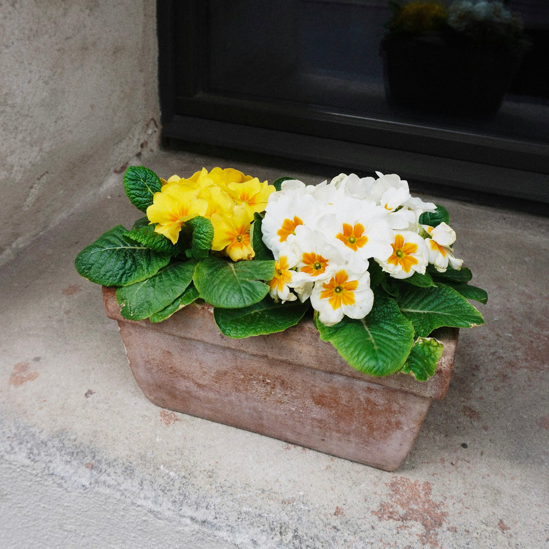 Primula