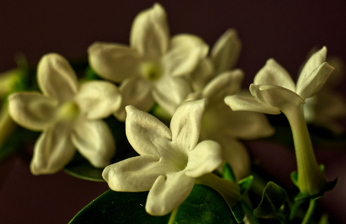 Stephanotis