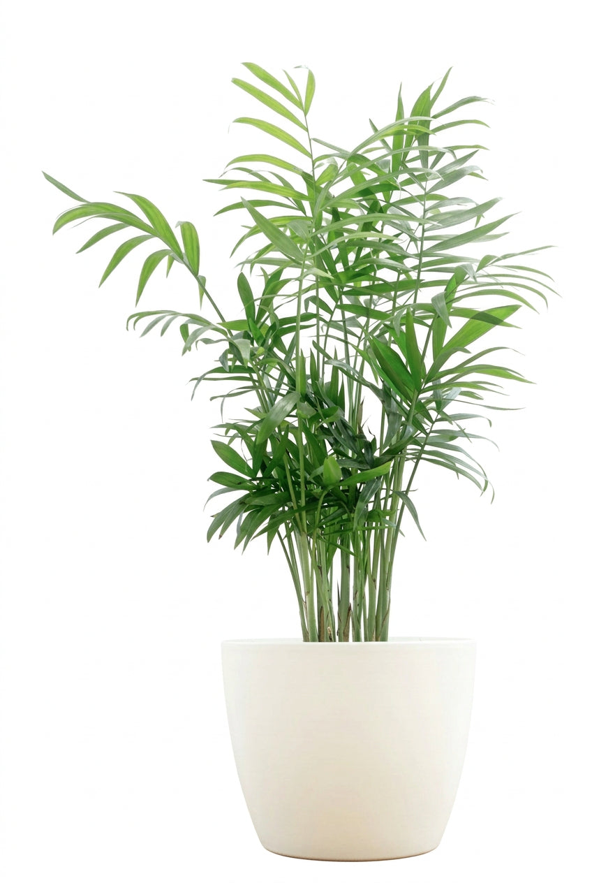 Chamaedorea Elegans
