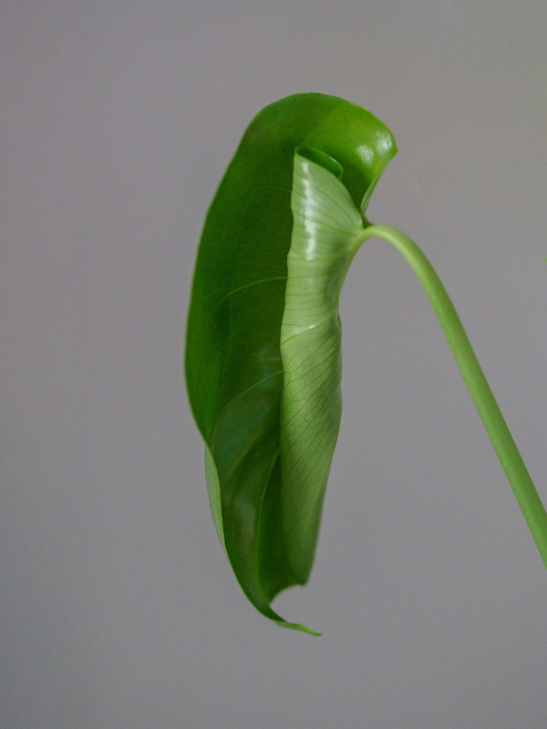 Philodendron