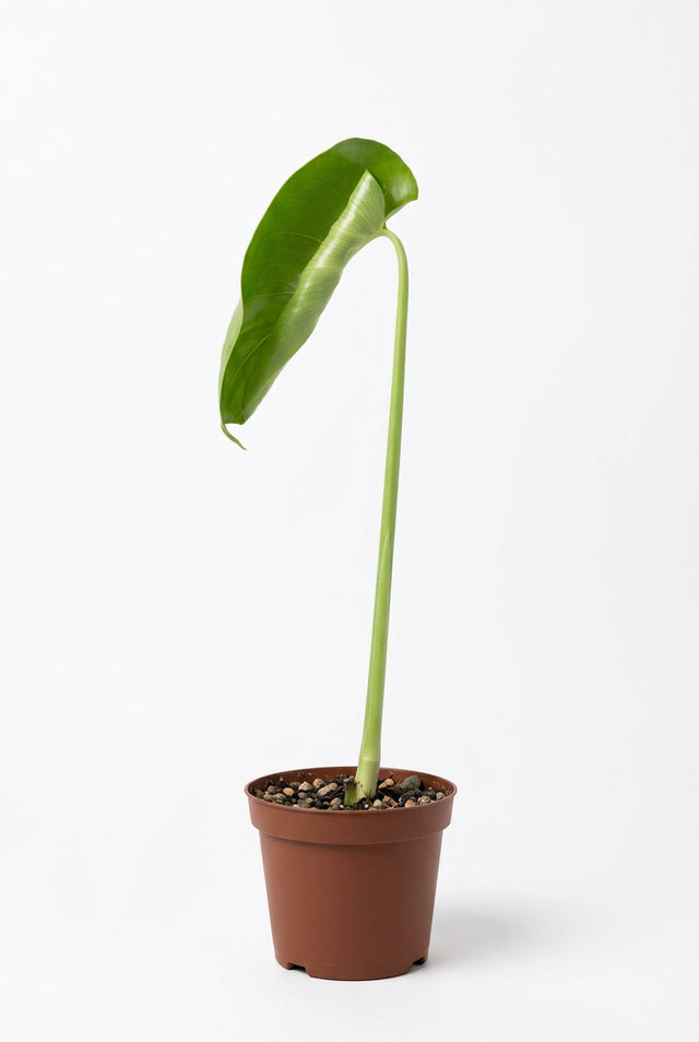 Philodendron