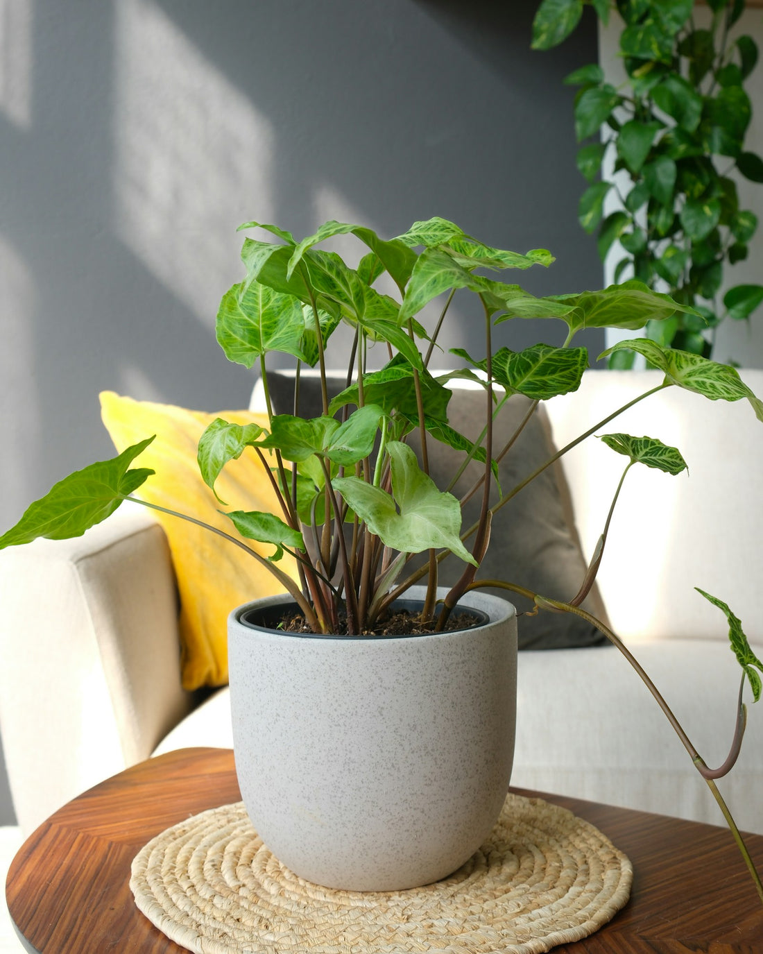 Syngonium ‘Pixie’