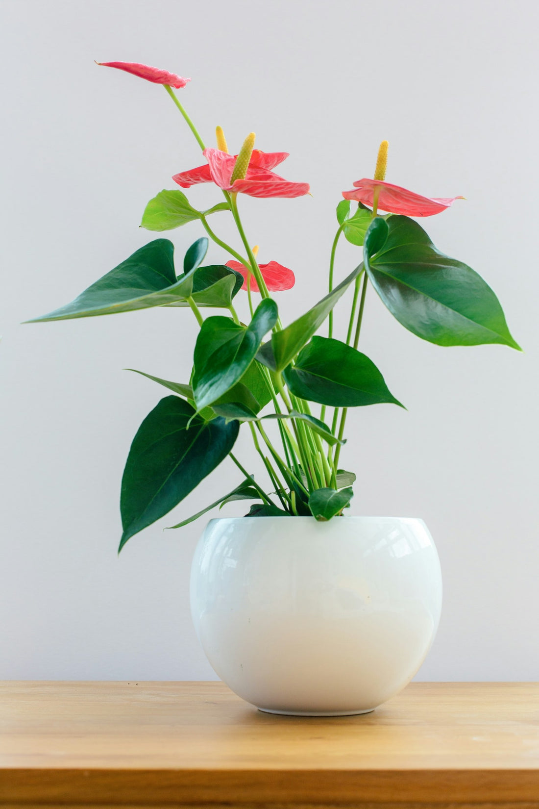 Anthurium
