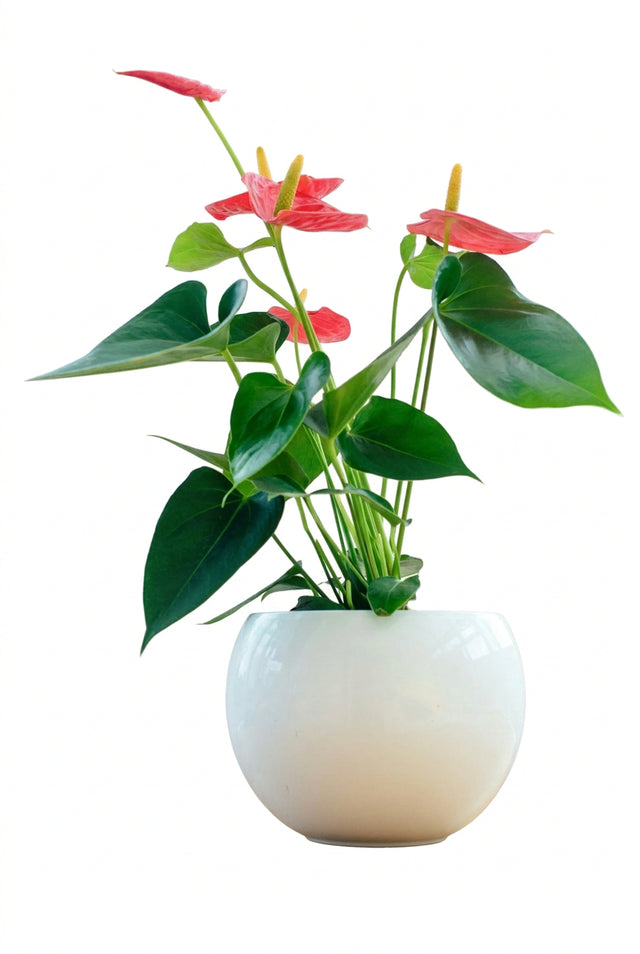 Anthurium Zizou