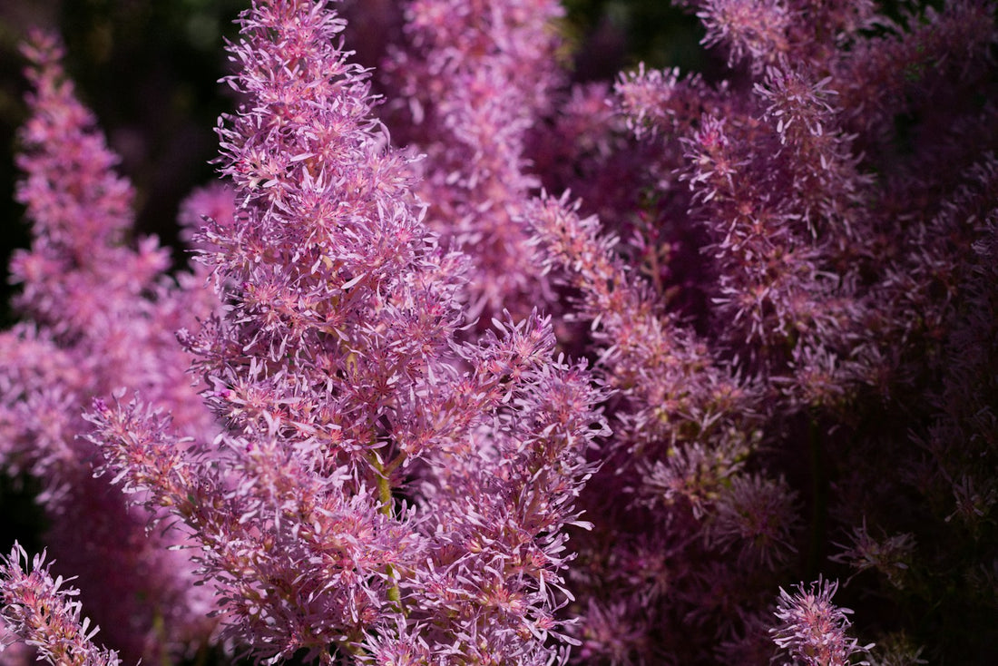 Pluimspirea ‘Highlight’