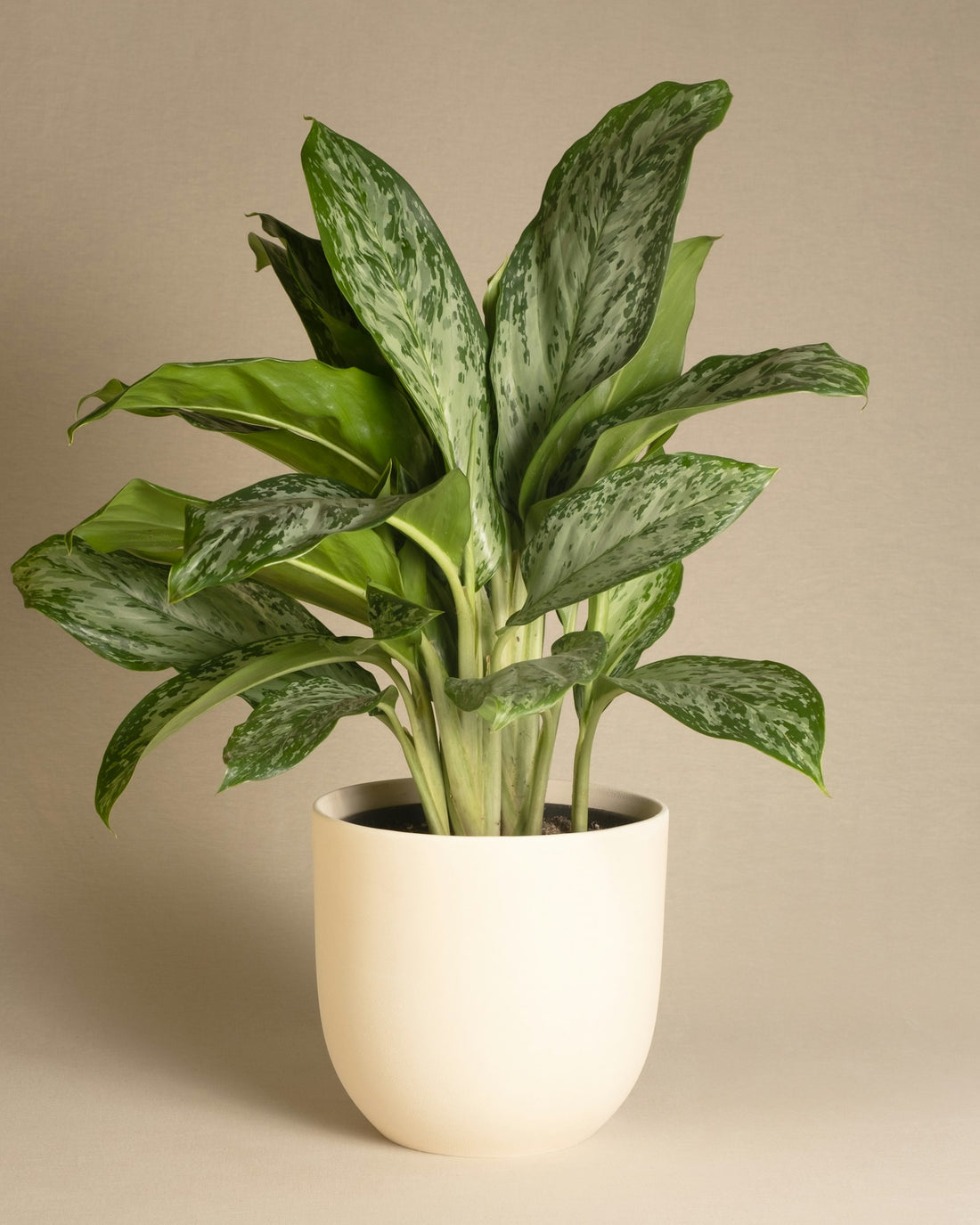 Dieffenbachia