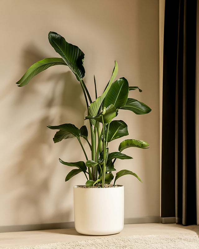 Paradijsvogelbloem (Strelitzia)