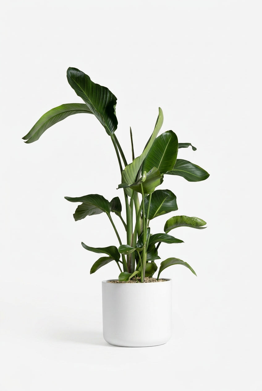 Strelitzia Regin Bl