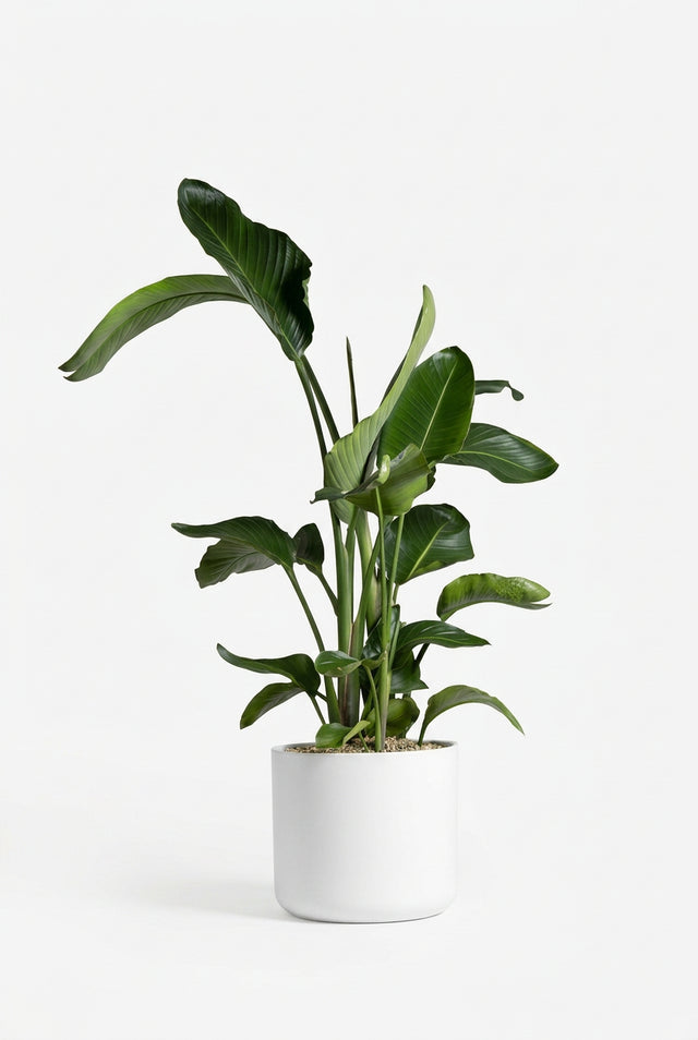 Strelitzia Regin Bl