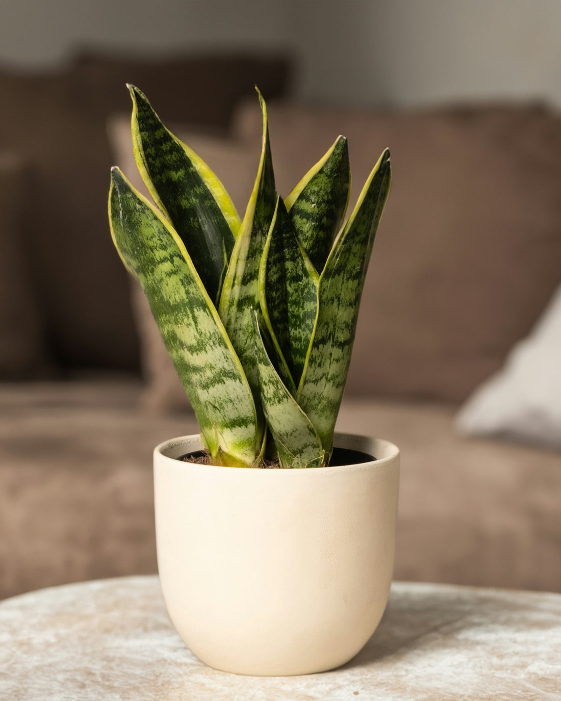 Sansevieria