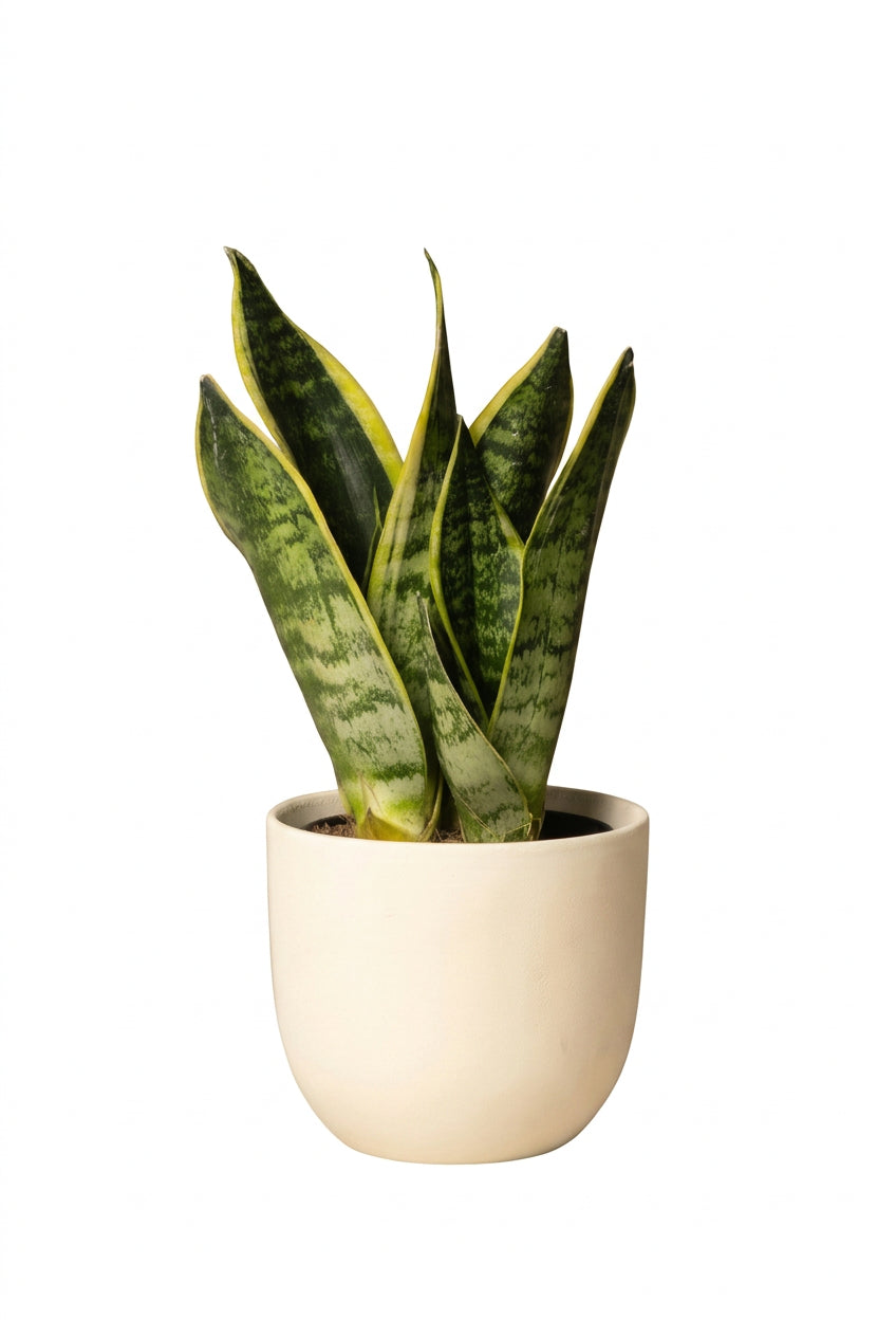 Sansevieria Zeylanica Greenline
