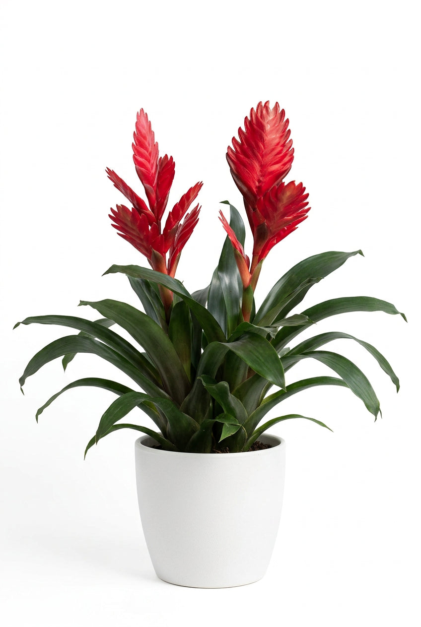 Vriesea Twinkle