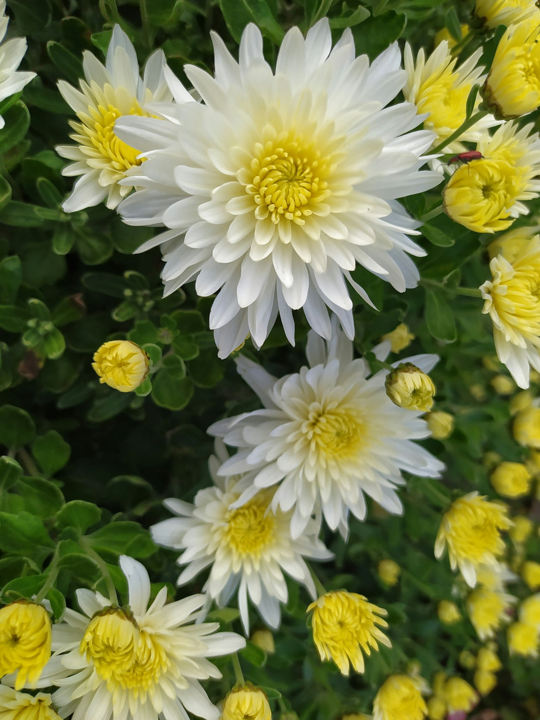 Chrysant