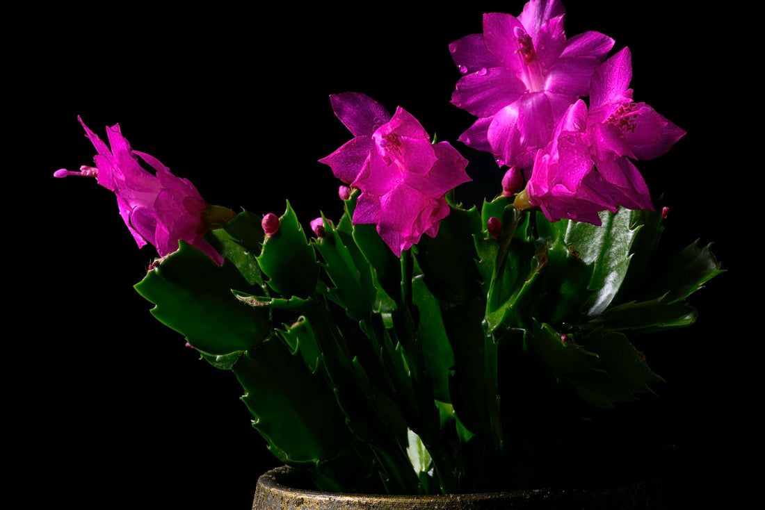 Kerstcactus