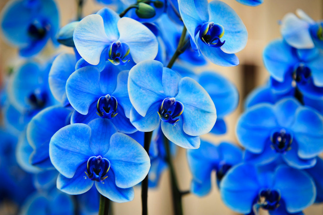 Phalaenopsis, geverfd