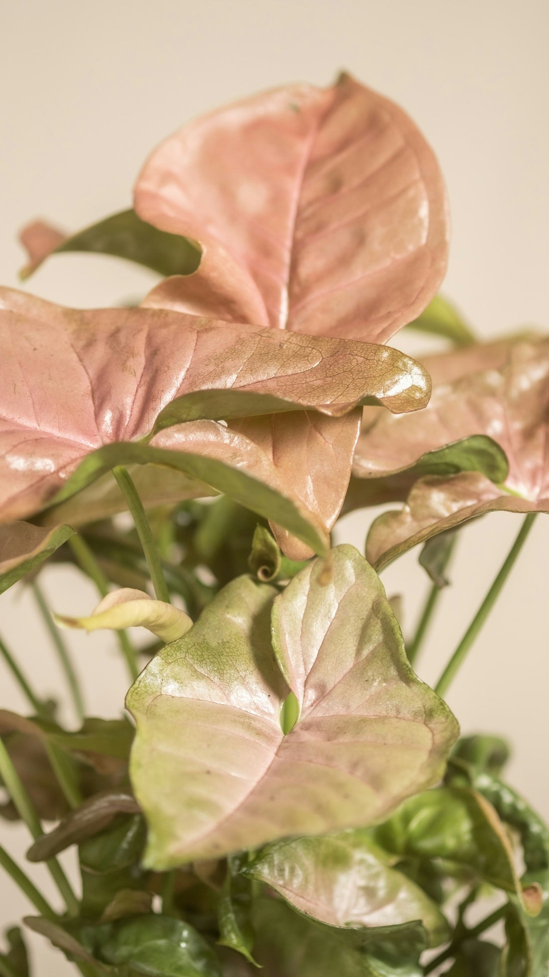 Syngonium ‘Pixie’