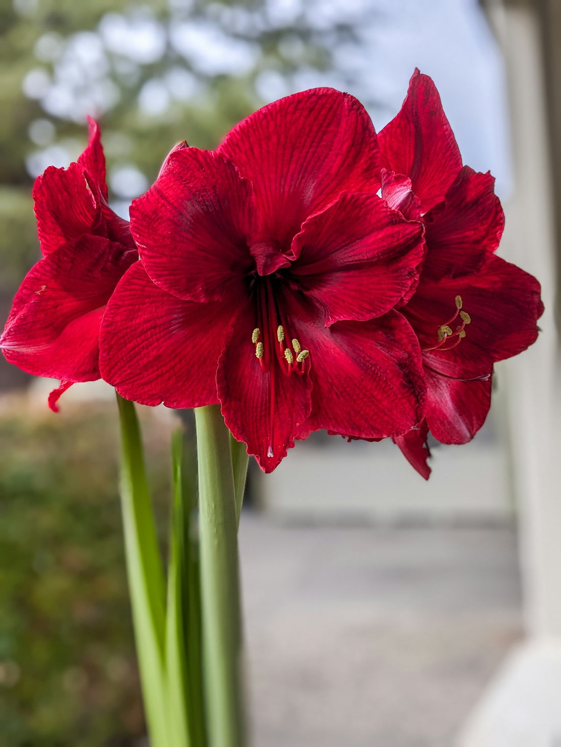 Amaryllis gemengd